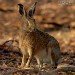 Hare 28_01_06_4